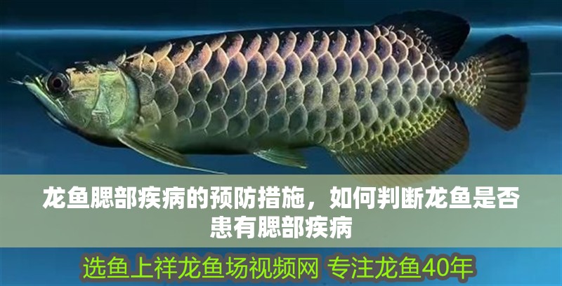 龍魚腮部疾病的預防措施，如何判斷龍魚是否患有腮部疾病