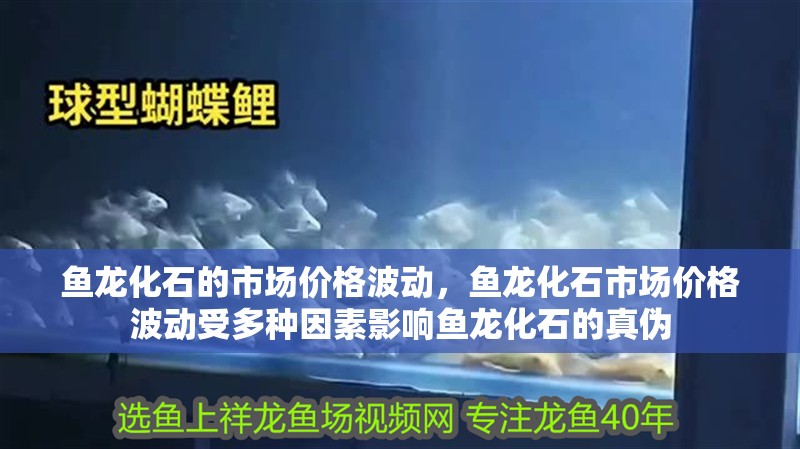 魚龍化石的市場價格波動，魚龍化石市場價格波動受多種因素影響魚龍化石的真偽