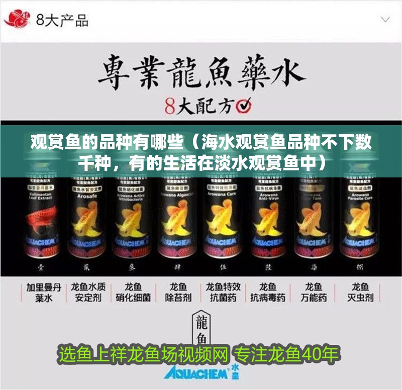 觀賞魚(yú)的品種有哪些（海水觀賞魚(yú)品種不下數(shù)千種，有的生活在淡水觀賞魚(yú)中）