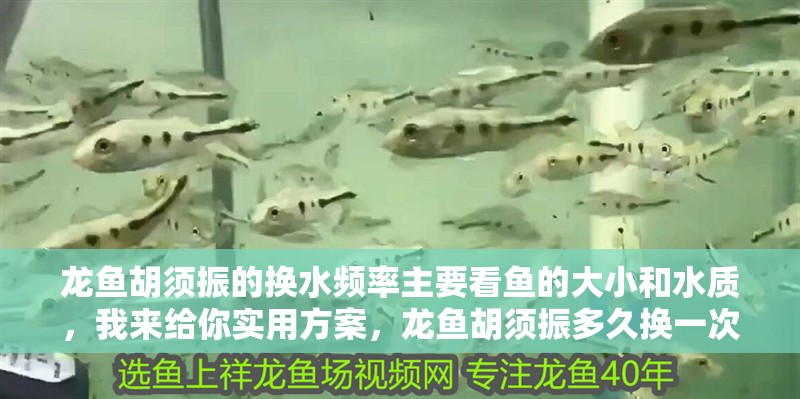 龍魚胡須振的換水頻率主要看魚的大小和水質，我來給你實用方案，龍魚胡須振多久換一次水？
