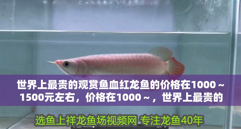 世界上最貴的觀賞魚血紅龍魚的價格在1000～1500元左右，價格在1000～，世界上最貴的觀賞魚——血紅龍