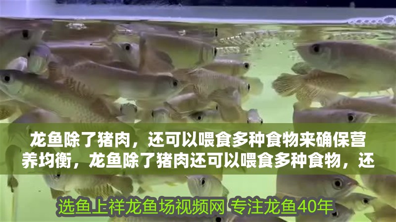 龍魚除了豬肉，還可以喂食多種食物來確保營養均衡，龍魚除了豬肉還可以喂食多種食物，還可以喂食多種食物