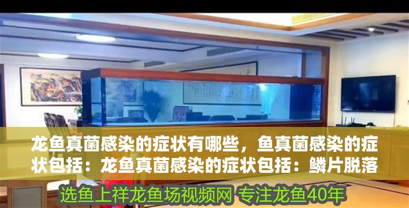 龍魚真菌感染的癥狀有哪些，魚真菌感染的癥狀包括：龍魚真菌感染的癥狀包括：鱗片脫落