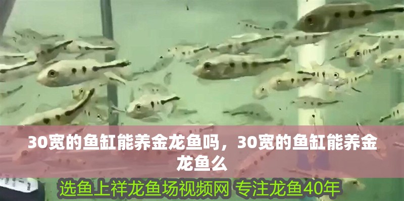 30寬的魚(yú)缸能養(yǎng)金龍魚(yú)嗎，30寬的魚(yú)缸能養(yǎng)金龍魚(yú)么