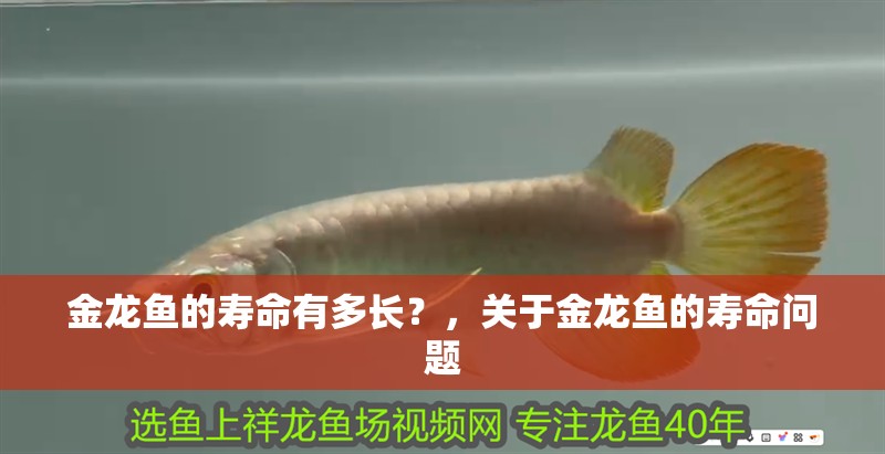 金龍魚的壽命有多長？，關于金龍魚的壽命問題