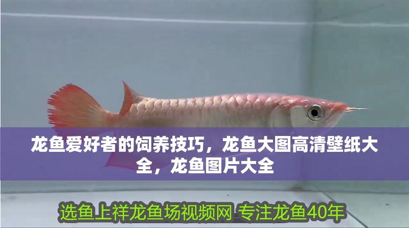 龍魚愛好者的飼養技巧，龍魚大圖高清壁紙大全，龍魚圖片大全