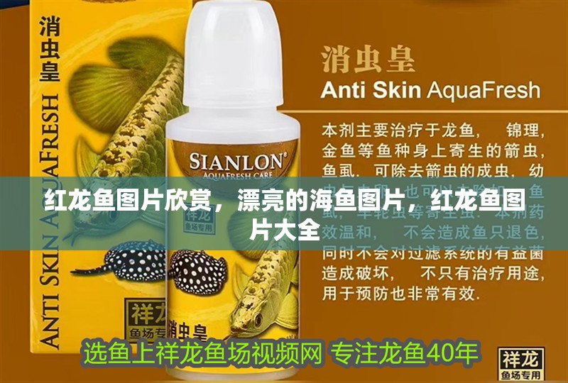 紅龍魚圖片欣賞，漂亮的海魚圖片，紅龍魚圖片大全