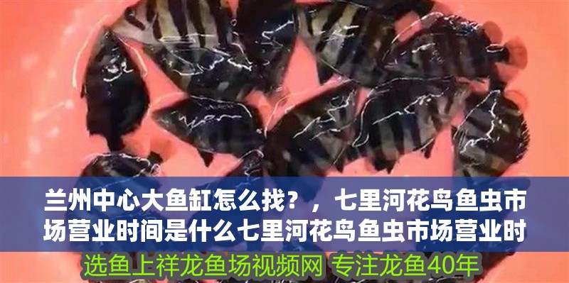 蘭州中心大魚缸怎么找？，七里河花鳥魚蟲市場營業時間是什么七里河花鳥魚蟲市場營業時間