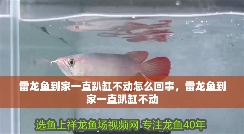 雷龍魚到家一直趴缸不動怎么回事，雷龍魚到家一直趴缸不動