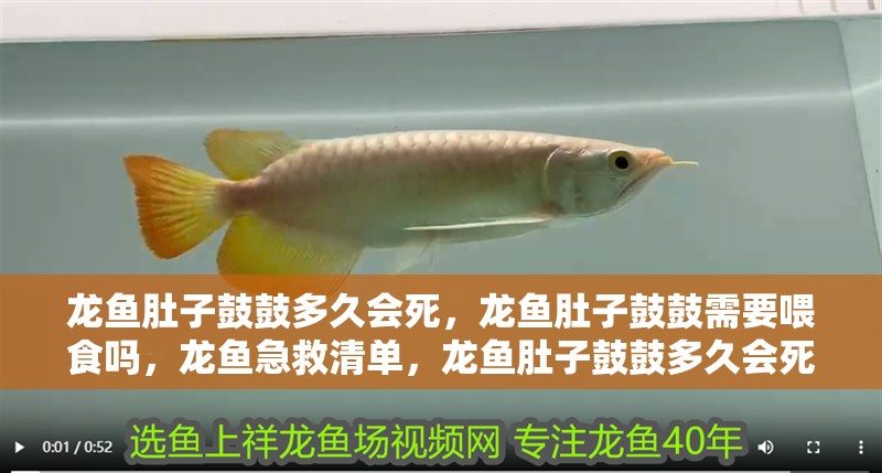 龍魚(yú)肚子鼓鼓多久會(huì)死，龍魚(yú)肚子鼓鼓需要喂食嗎，龍魚(yú)急救清單，龍魚(yú)肚子鼓鼓多久會(huì)死