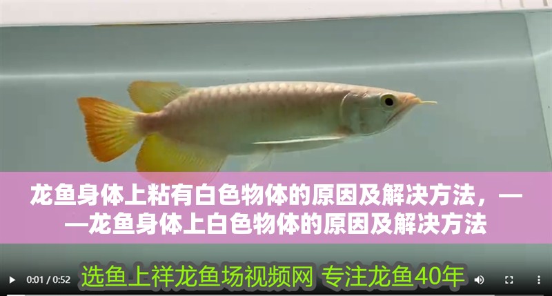 龍魚身體上粘有白色物體的原因及解決方法，——龍魚身體上白色物體的原因及解決方法