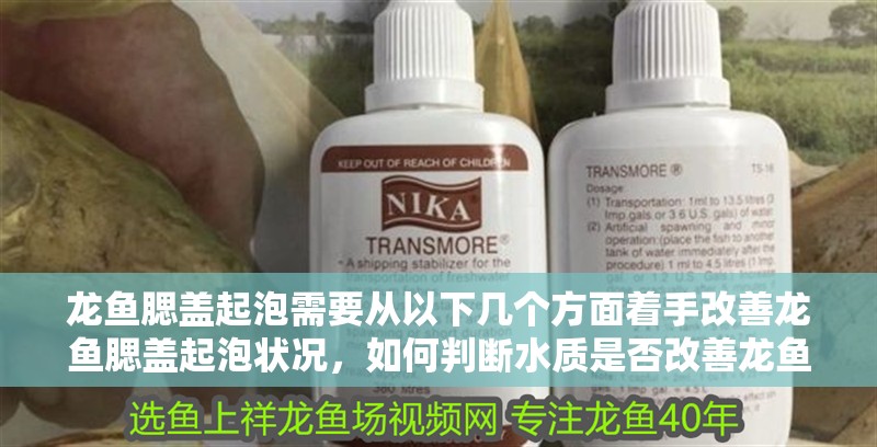 龍魚腮蓋起泡需要從以下幾個方面著手改善龍魚腮蓋起泡狀況，如何判斷水質(zhì)是否改善龍魚腮蓋起泡？