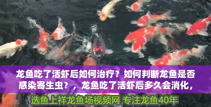 龍魚吃了活蝦后如何治療？如何判斷龍魚是否感染寄生蟲？，龍魚吃了活蝦后多久會消化， 龍魚吃了活蝦后如何治療？如何判斷龍魚是否感染寄生蟲？，龍魚吃了活蝦后多久會消化， 龍魚百科 第1張
