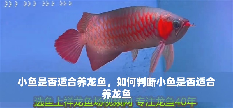小魚(yú)是否適合養(yǎng)龍魚(yú)，如何判斷小魚(yú)是否適合養(yǎng)龍魚(yú)