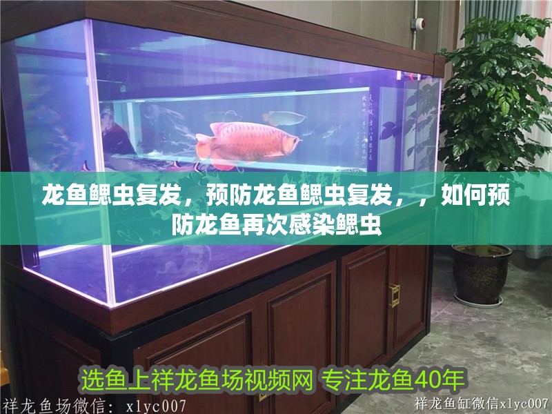 龍魚鰓蟲復發，預防龍魚鰓蟲復發，，如何預防龍魚再次感染鰓蟲