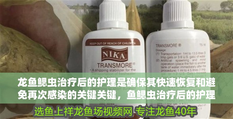 龍魚鰓蟲治療后的護理是確保其快速恢復和避免再次感染的關鍵關鍵，魚鰓蟲治療后的護理是確保其快速恢復和避免再次感染的關鍵