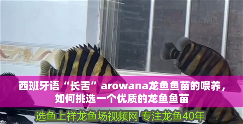 西班牙語(yǔ)“長(zhǎng)舌”arowana龍魚(yú)魚(yú)苗的喂養(yǎng)，如何挑選一個(gè)優(yōu)質(zhì)的龍魚(yú)魚(yú)苗