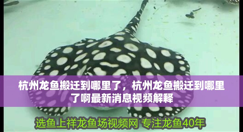 杭州龍魚搬遷到哪里了，杭州龍魚搬遷到哪里了啊最新消息視頻解釋