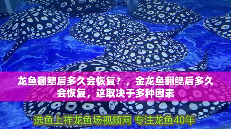 龍魚翻鰓后多久會恢復？，金龍魚翻鰓后多久會恢復，這取決于多種因素