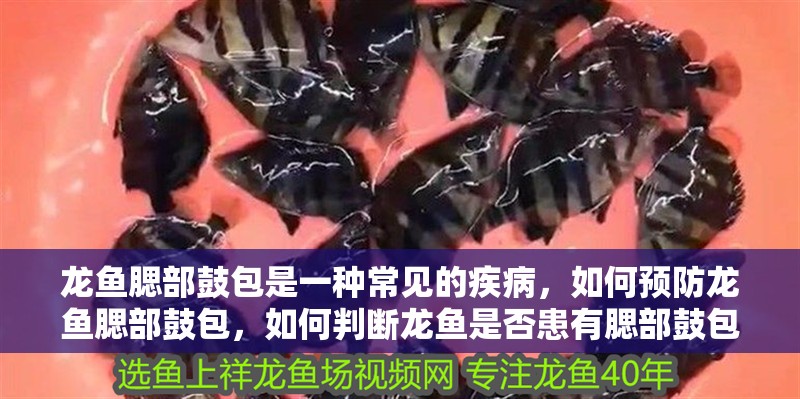 龍魚腮部鼓包是一種常見的疾病，如何預防龍魚腮部鼓包，如何判斷龍魚是否患有腮部鼓包？