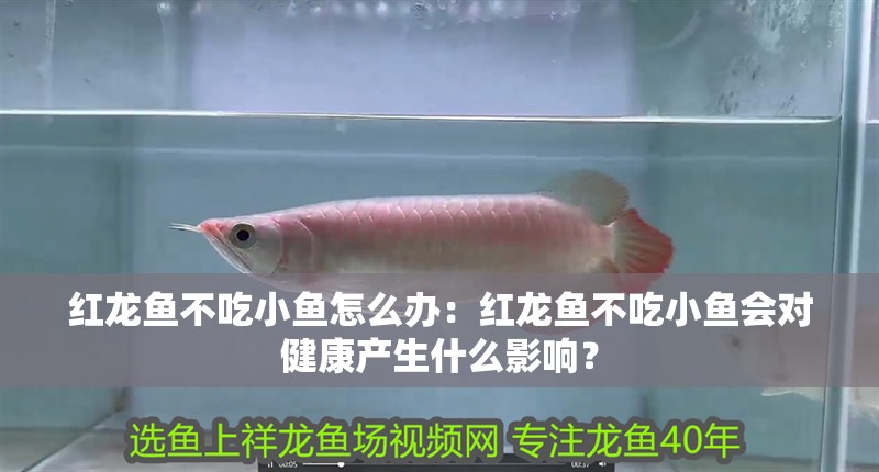 紅龍魚不吃小魚怎么辦：紅龍魚不吃小魚會對健康產生什么影響？