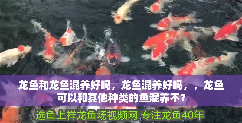 龍魚和龍魚混養好嗎，龍魚混養好嗎，，龍魚可以和其他種類的魚混養不？