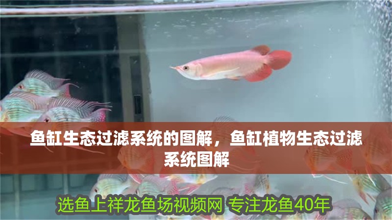 魚缸生態過濾系統的圖解，魚缸植物生態過濾系統圖解