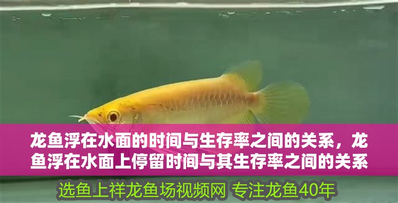龍魚浮在水面的時間與生存率之間的關系，龍魚浮在水面上停留時間與其生存率之間的關系并非絕對