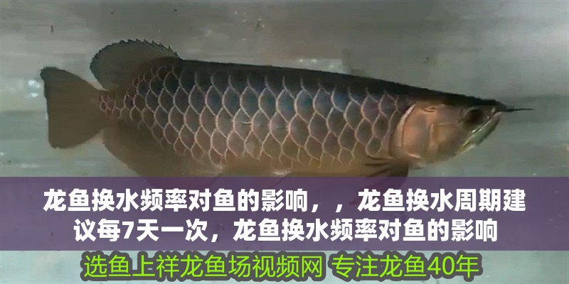 龍魚換水頻率對魚的影響，，龍魚換水周期建議每7天一次，龍魚換水頻率對魚的影響
