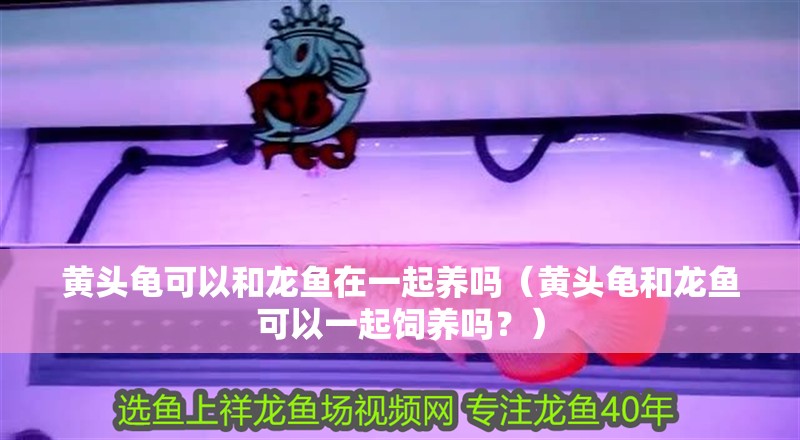 黃頭龜可以和龍魚在一起養(yǎng)嗎（黃頭龜和龍魚可以一起飼養(yǎng)嗎？）