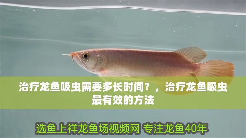 治療龍魚吸蟲需要多長時間？，治療龍魚吸蟲最有效的方法