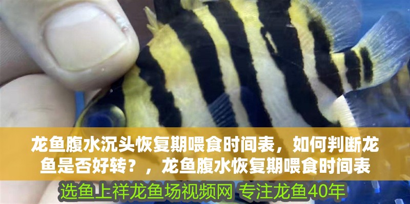 龍魚腹水沉頭恢復期喂食時間表，如何判斷龍魚是否好轉？，龍魚腹水恢復期喂食時間表