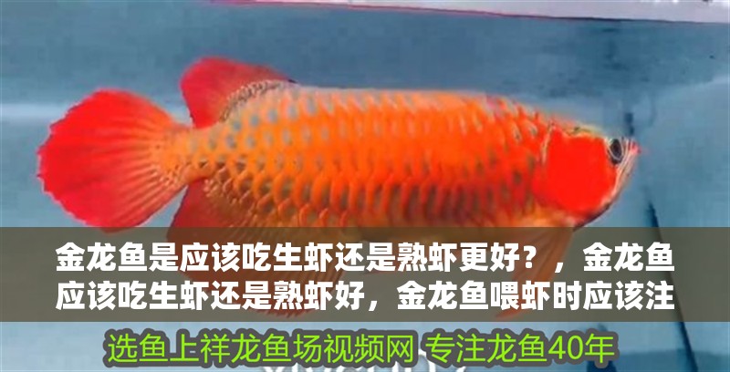 金龍魚是應(yīng)該吃生蝦還是熟蝦更好？，金龍魚應(yīng)該吃生蝦還是熟蝦好，金龍魚喂蝦時應(yīng)該注意什么 金龍魚是應(yīng)該吃生蝦還是熟蝦更好？，金龍魚應(yīng)該吃生蝦還是熟蝦好，金龍魚喂蝦時應(yīng)該注意什么 龍魚百科 第3張