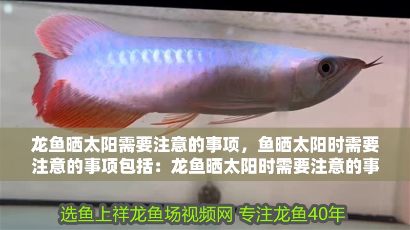 龍魚曬太陽需要注意的事項，魚曬太陽時需要注意的事項包括：龍魚曬太陽時需要注意的事項