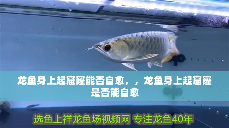 龍魚身上起窟窿能否自愈，，龍魚身上起窟窿是否能自愈
