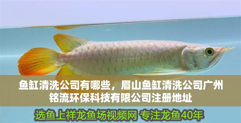 魚缸清洗公司有哪些，<strong><mark>眉山</mark></strong>魚缸清洗公司廣州銘流環保科技有限公司注冊地址