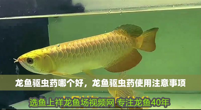 龍魚驅(qū)蟲藥哪個(gè)好，龍魚驅(qū)蟲藥使用注意事項(xiàng)
