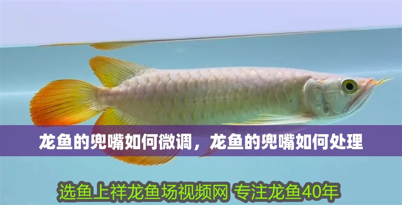 龍魚的兜嘴如何微調(diào)，龍魚的兜嘴如何處理