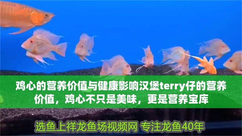 雞心的營養(yǎng)價值與健康影響漢堡terry仔的營養(yǎng)價值，雞心不只是美味，更是營養(yǎng)寶庫