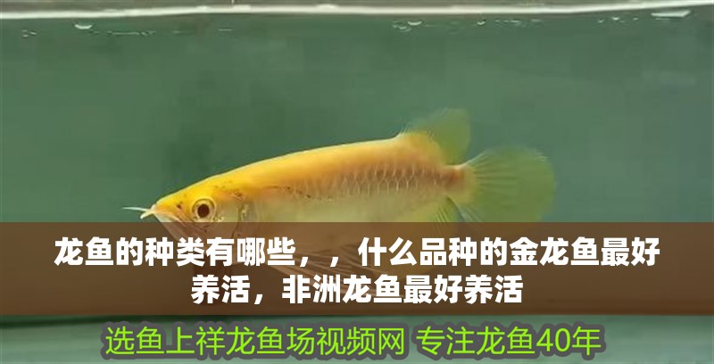 龍魚的種類有哪些，，什么品種的金龍魚最好養活，非洲龍魚最好養活