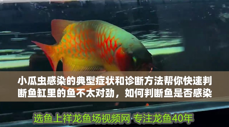 小瓜蟲感染的典型癥狀和診斷方法幫你快速判斷魚缸里的魚不太對勁，如何判斷魚是否感染了小瓜蟲