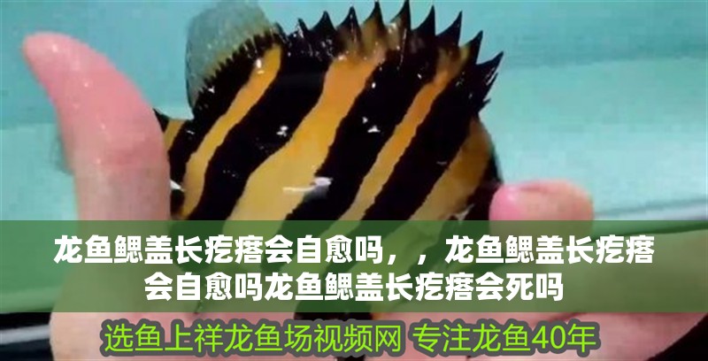 龍魚鰓蓋長疙瘩會自愈嗎，，龍魚鰓蓋長疙瘩會自愈嗎龍魚鰓蓋長疙瘩會死嗎