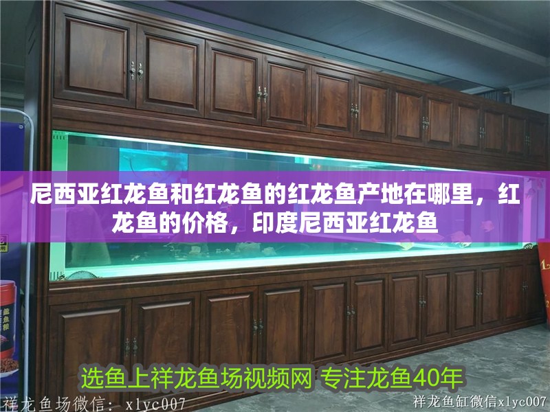 尼西亞紅龍魚和紅龍魚的紅龍魚產地在哪里，紅龍魚的價格，印度尼西亞紅龍魚