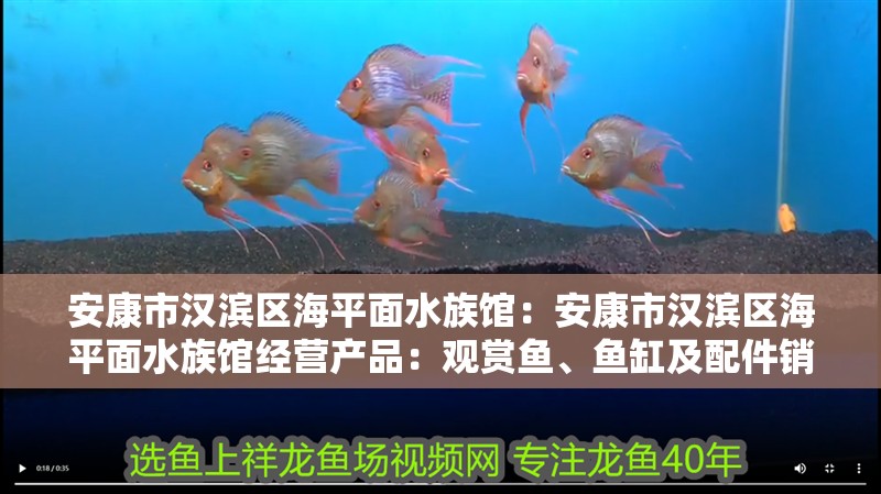 安康市漢濱區海平面水族館：安康市漢濱區海平面水族館經營產品：觀賞魚、魚缸及配件銷售