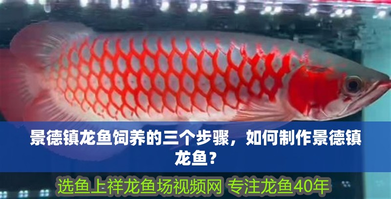 景德鎮(zhèn)龍魚飼養(yǎng)的三個步驟，如何制作景德鎮(zhèn)龍魚？