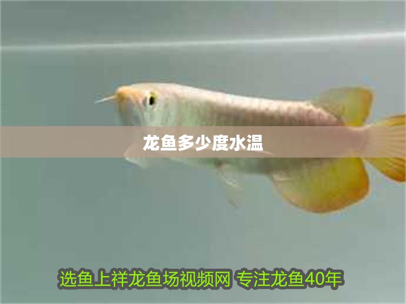 龍魚多少度水溫