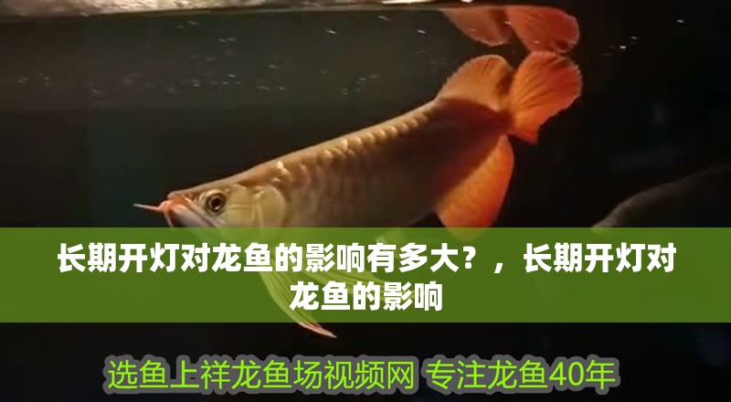 長期開燈對龍魚的影響有多大？，長期開燈對龍魚的影響