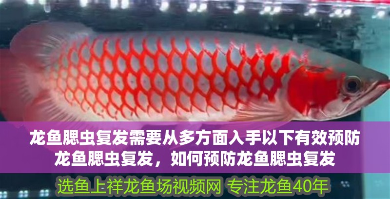 龍魚腮蟲復(fù)發(fā)需要從多方面入手以下有效預(yù)防龍魚腮蟲復(fù)發(fā)，如何預(yù)防龍魚腮蟲復(fù)發(fā)