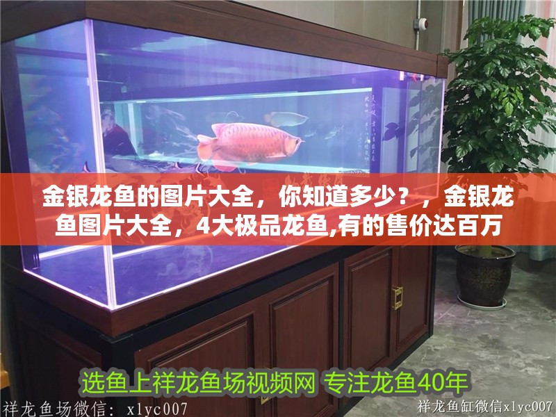 金銀龍魚的圖片大全，你知道多少？，金銀龍魚圖片大全，4大極品龍魚,有的售價達百萬
