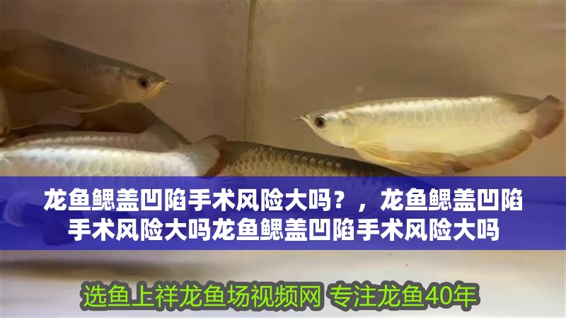 龍魚鰓蓋凹陷手術(shù)風險大嗎？，龍魚鰓蓋凹陷手術(shù)風險大嗎龍魚鰓蓋凹陷手術(shù)風險大嗎